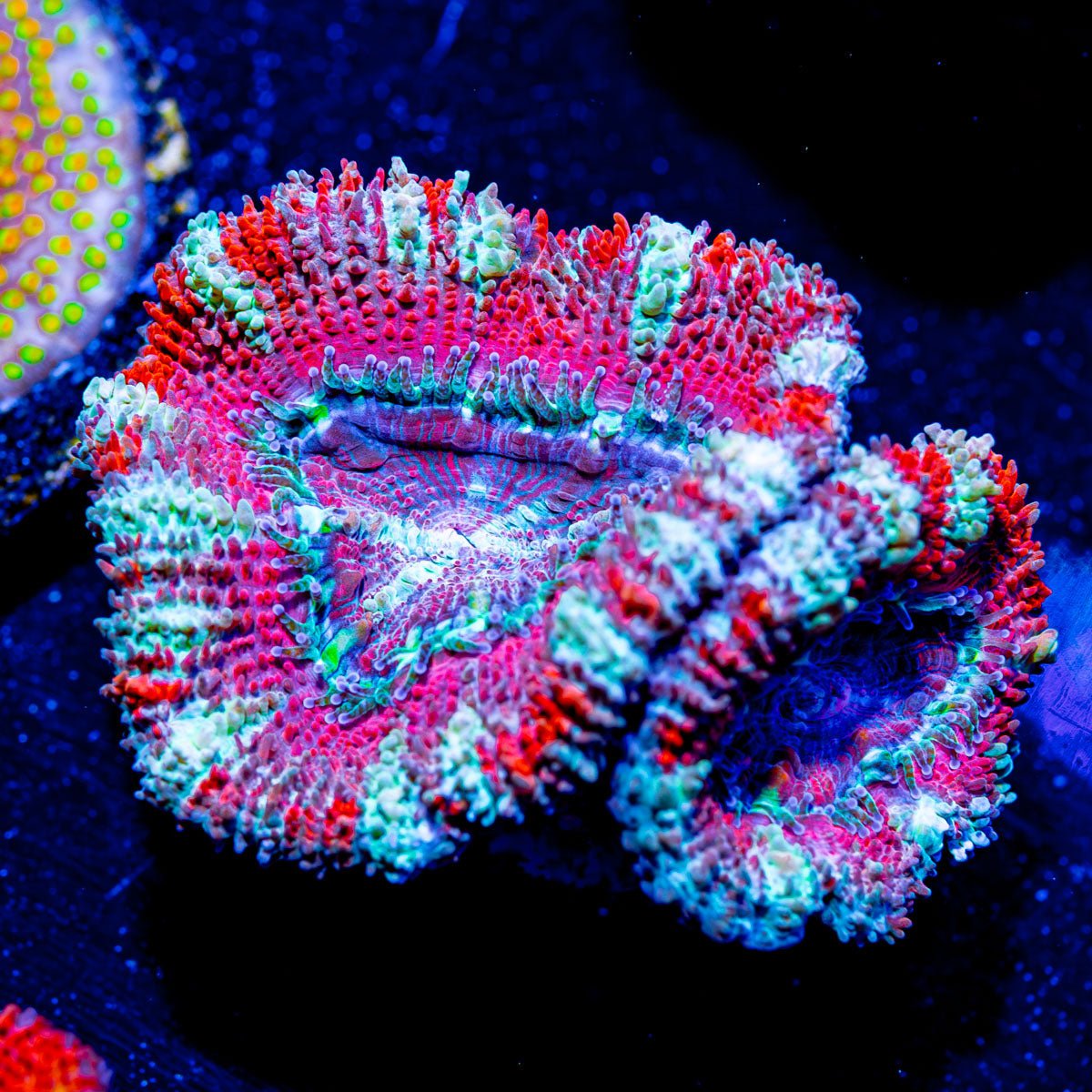 Acan/ Micromussa - riptide aquaculture llc