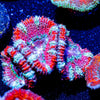 Acan/ Micromussa - riptide aquaculture llc