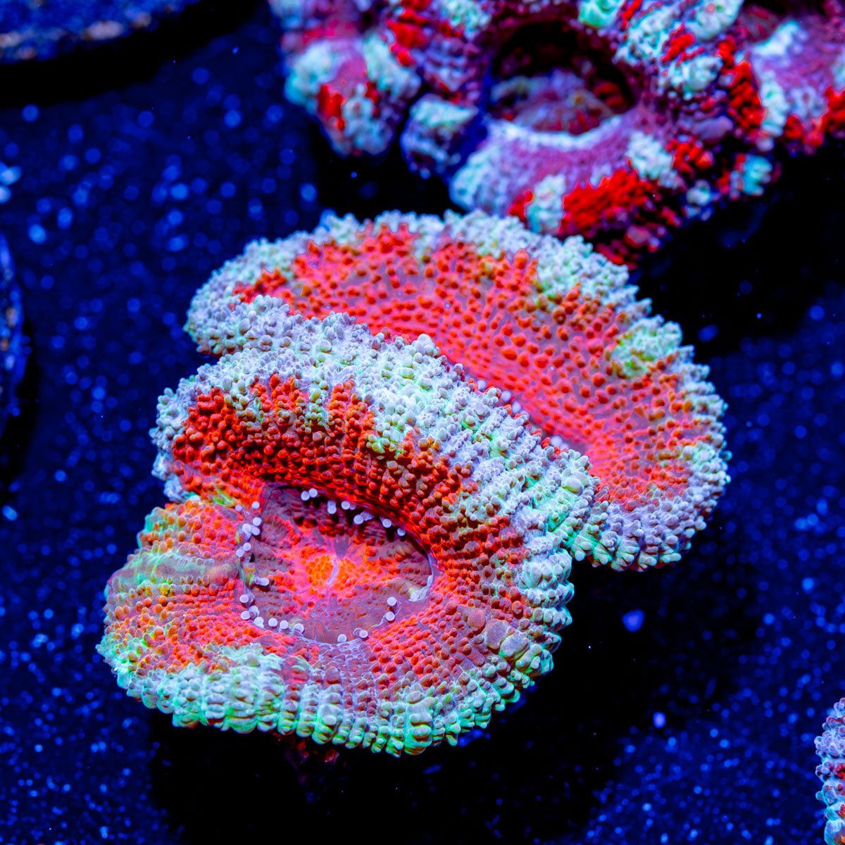 Acan/ Micromussa - riptide aquaculture llc