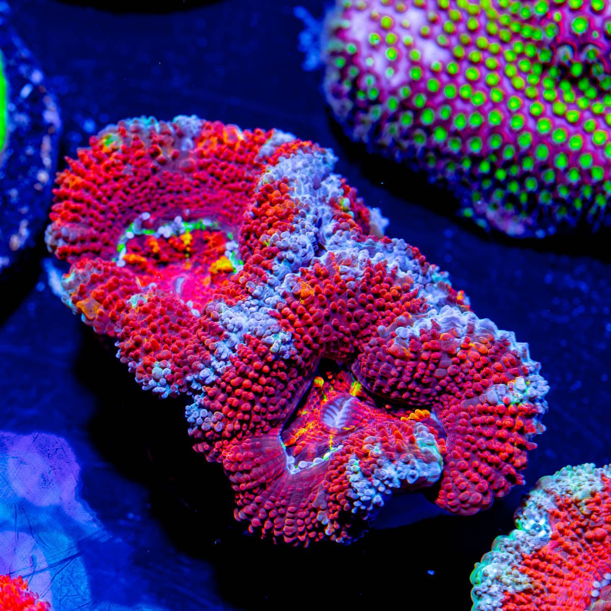 Acan/ Micromussa - riptide aquaculture llc