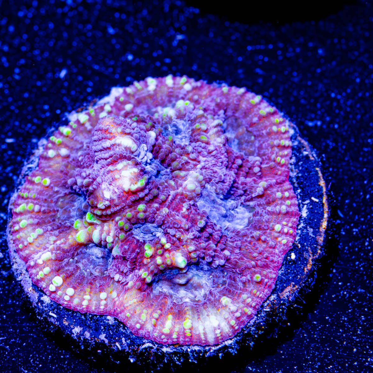 Dumbo Favia - riptide aquaculture llc