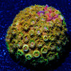 Bling Bling Cyphastrea - riptide aquaculture llc