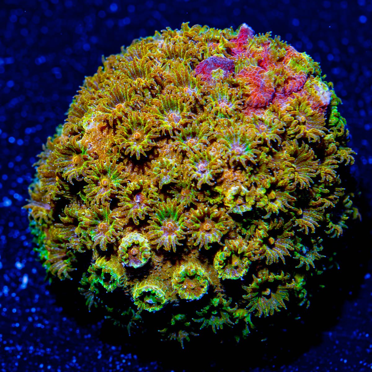 Bling Bling Cyphastrea - riptide aquaculture llc