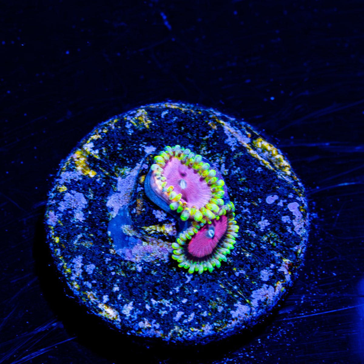 Pink Diamonds Zoanthid - riptide aquaculture llc