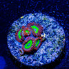 Emeralds on Fire Zoanthid - riptide aquaculture llc