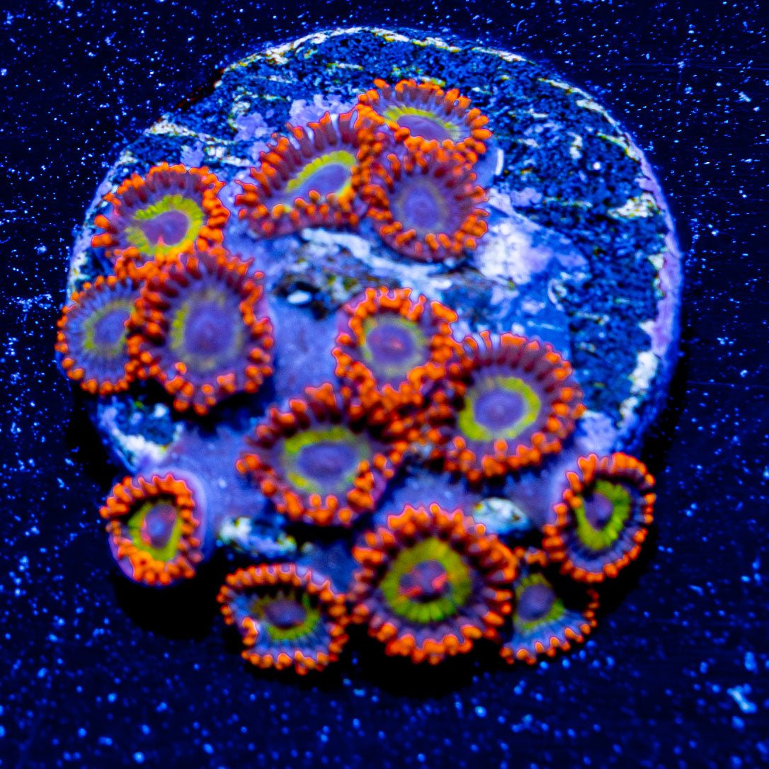 Fruit Boots Zoanthid - riptide aquaculture llc