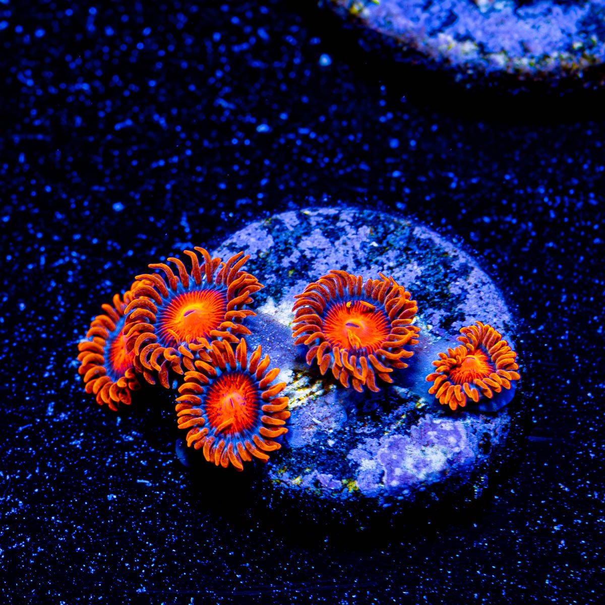 Orange Bam Bam Zoanthid - riptide aquaculture llc