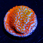 Aquaman Montipora - riptide aquaculture llc