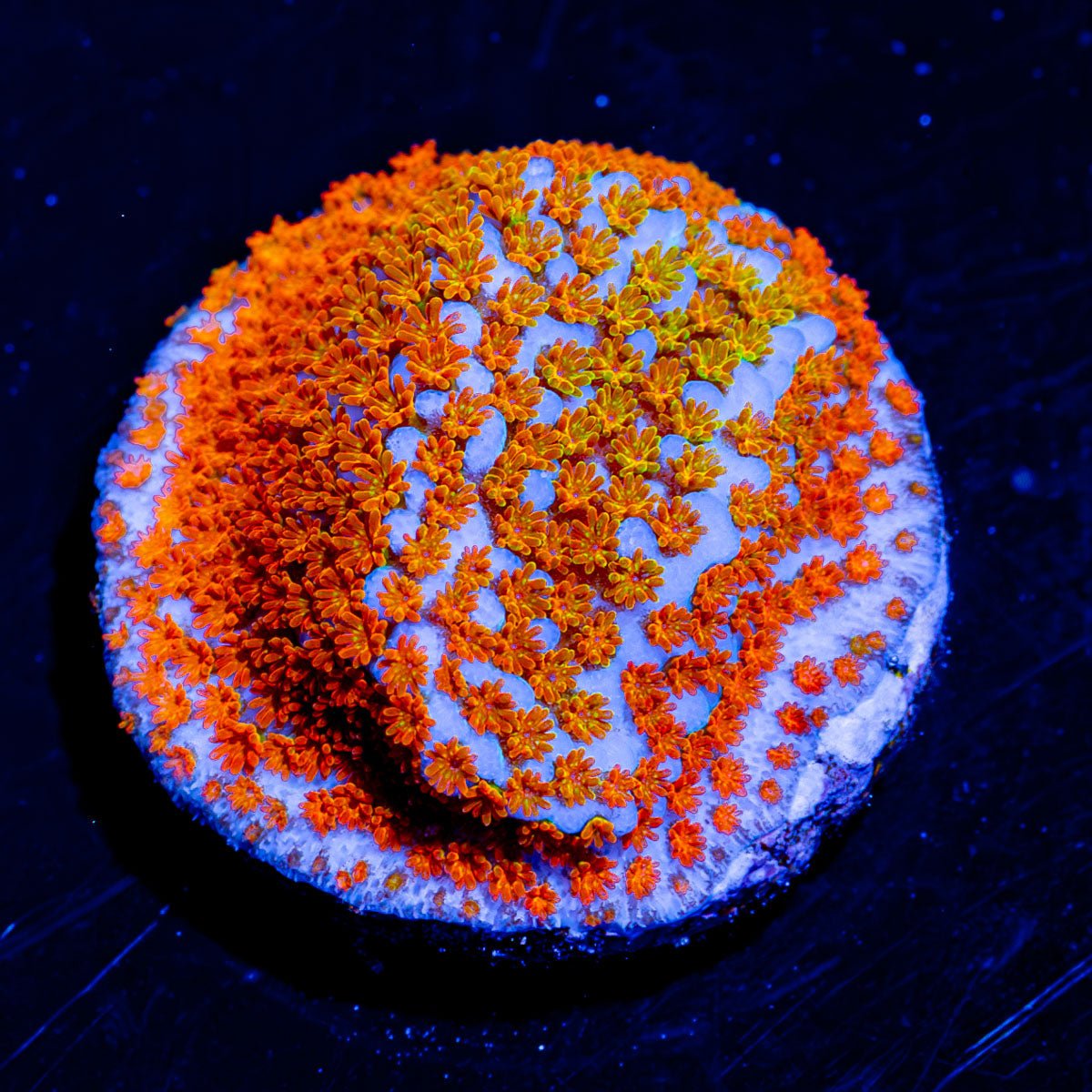 Aquaman Montipora - riptide aquaculture llc