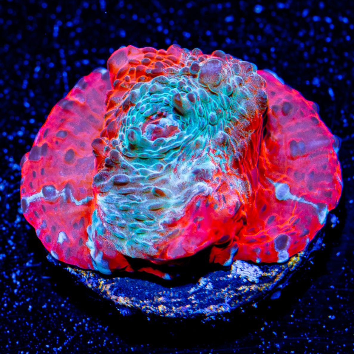 Lava Flow Chalice - riptide aquaculture llc