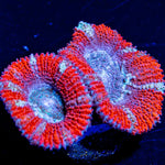 Acan/ Micromussa - riptide aquaculture llc