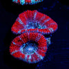 Acan/ Micromussa - riptide aquaculture llc