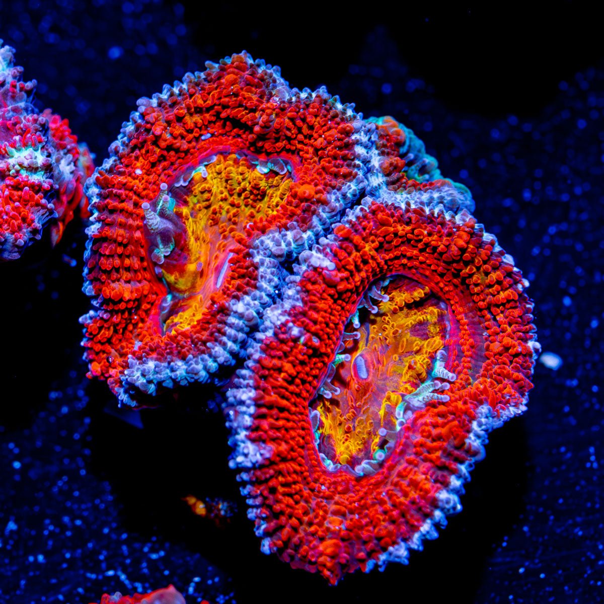 Acan/ Micromussa - riptide aquaculture llc