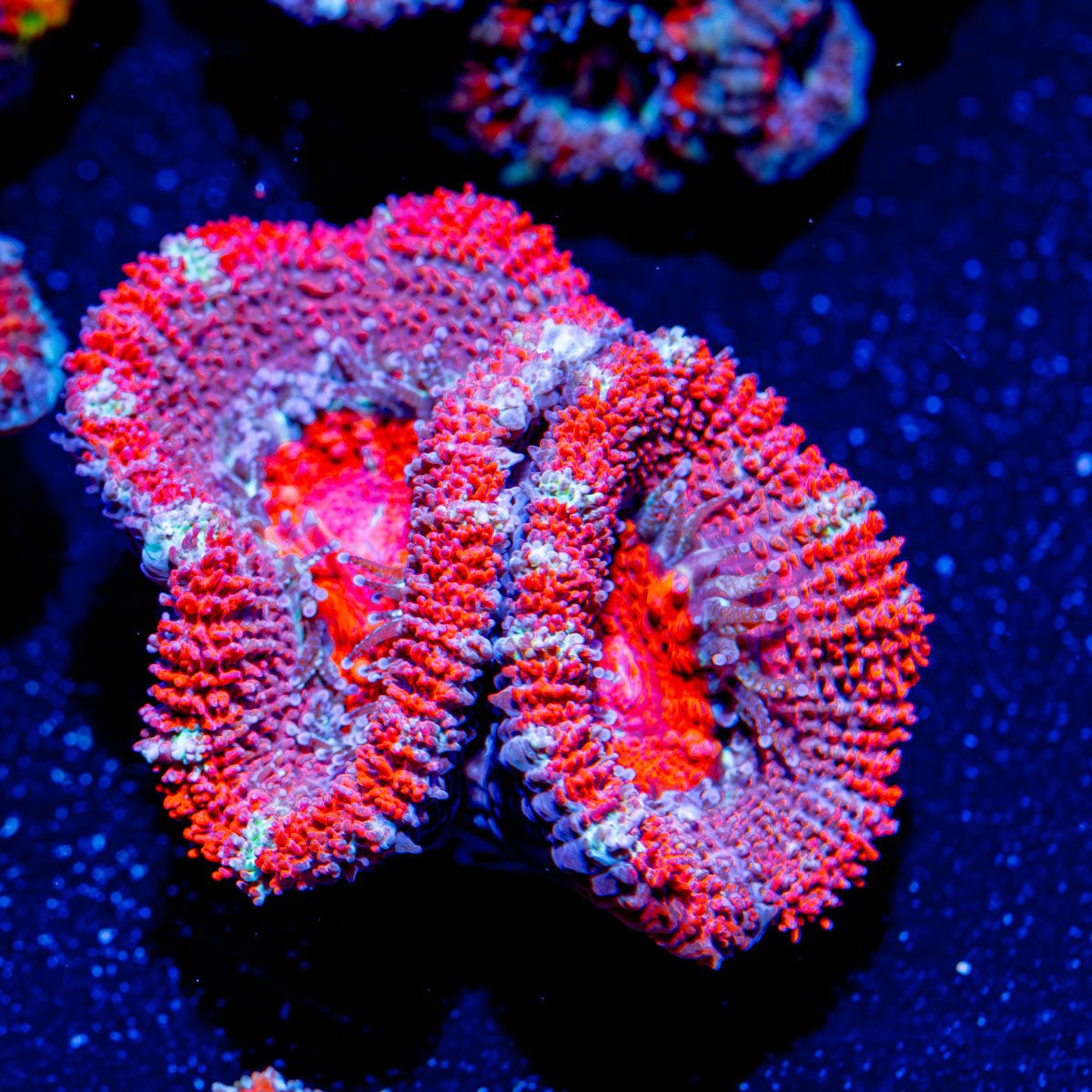 Acan/ Micromussa - riptide aquaculture llc