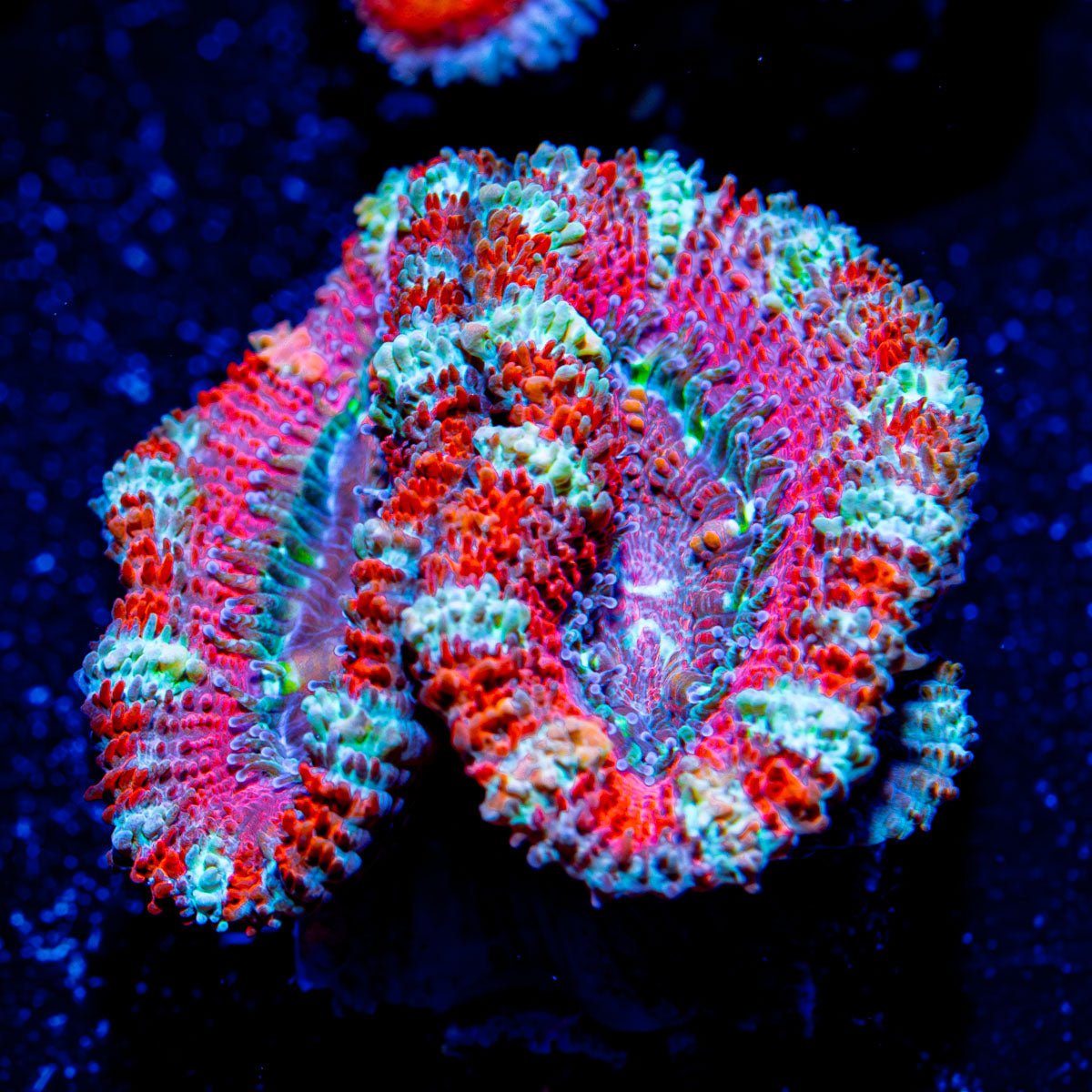 Acan/ Micromussa - riptide aquaculture llc