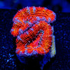 Acan/ Micromussa - riptide aquaculture llc