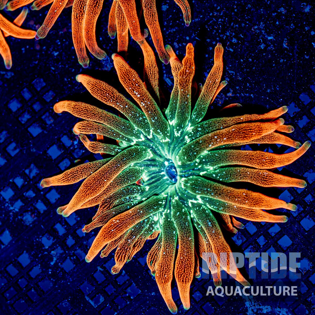 Aquacultured Rainbow Bubble Anemone Close-to-WYSIWYG - riptide aquaculture llc