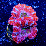 Rainbow Acan Micromussa - riptide aquaculture llc