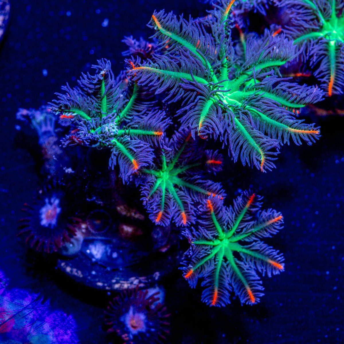 ARC FireWork Clove Polyps - riptide aquaculture llc