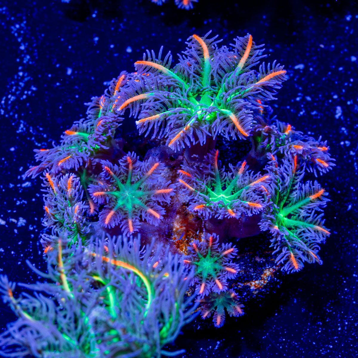 ACR Firework Clove Polyps - riptide aquaculture llc