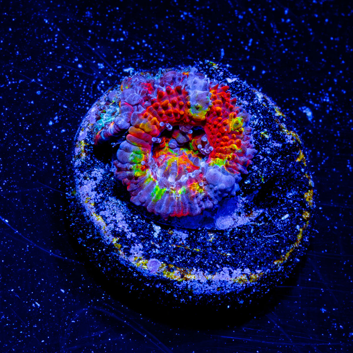 Kaleidoscope Rainbow Micromussa / Acan 