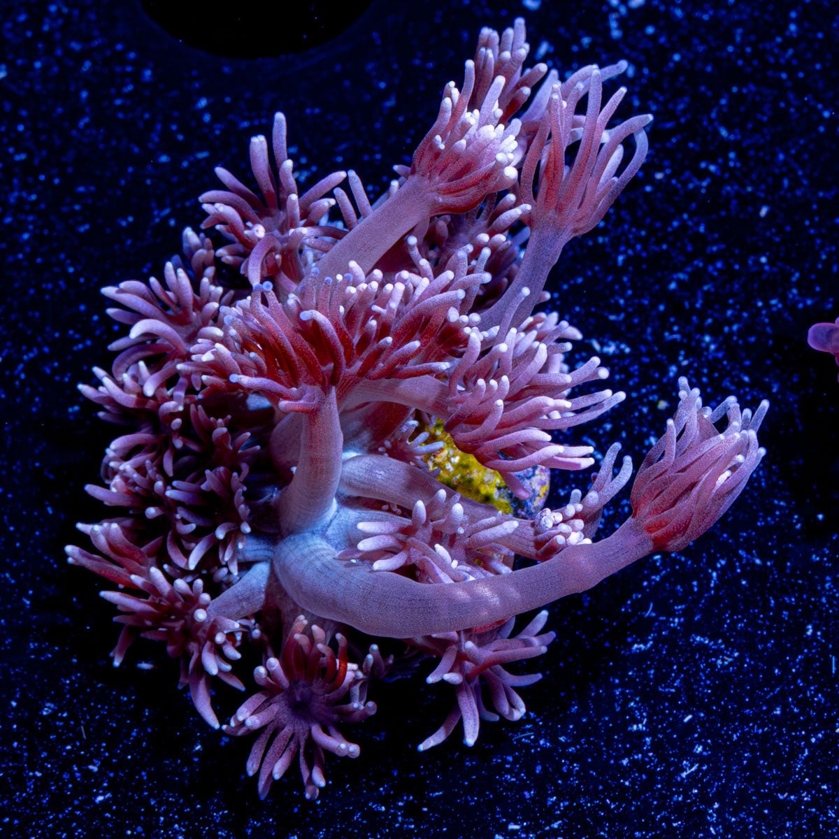 Hunch Punch Goniopora - riptide aquaculture llc