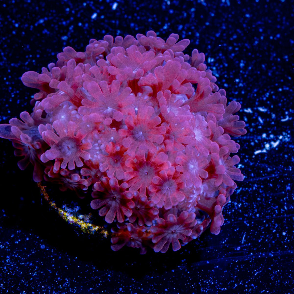 Cotton Candy Micro Goniopora - riptide aquaculture llc