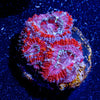 Acan/ Micromussa 03 - riptide aquaculture llc