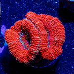 Acan/ Micromussa 04 - riptide aquaculture llc