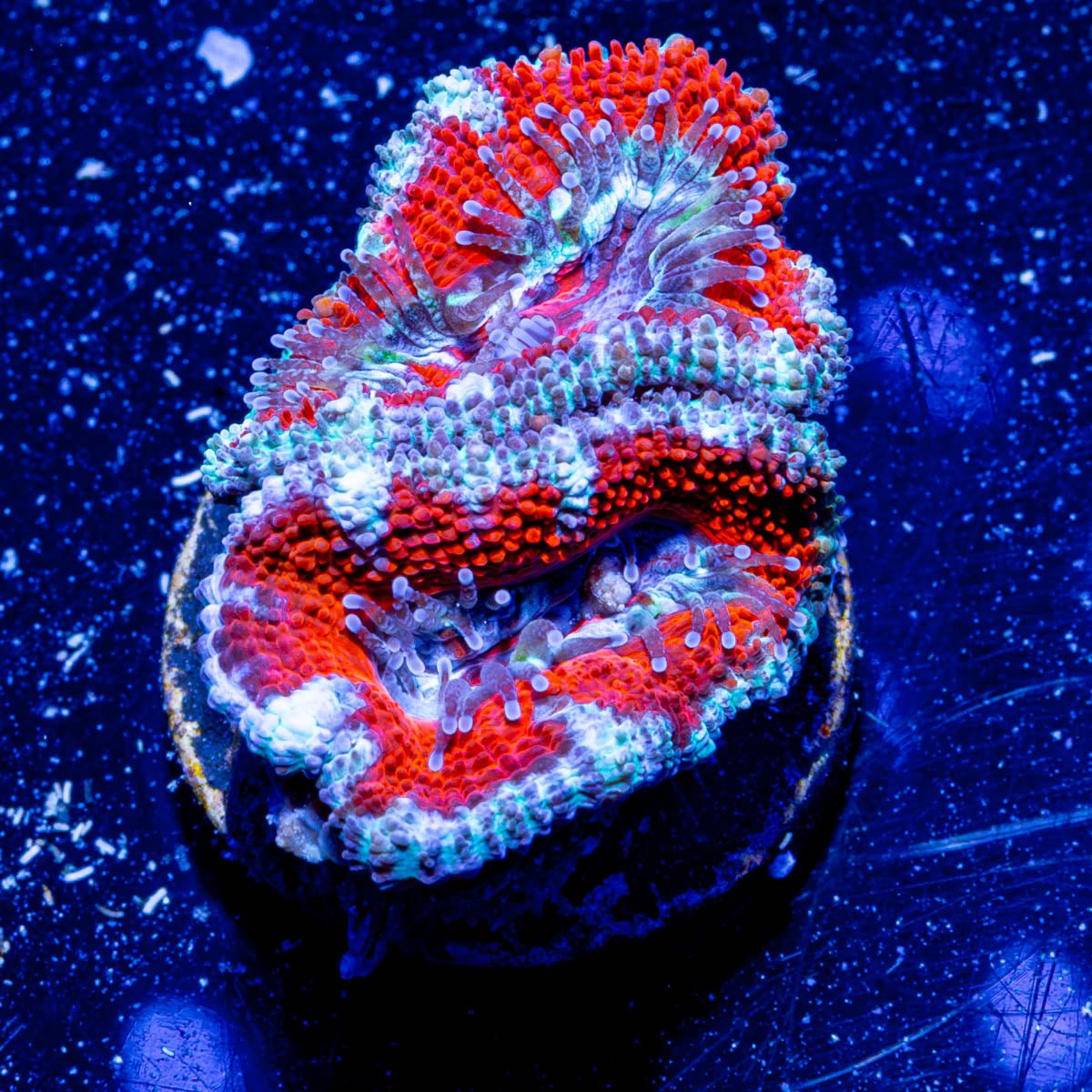 Acan/ Micromussa 05 - riptide aquaculture llc