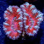 Acan/ Micromussa 06 - riptide aquaculture llc