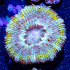 Acan/ Micromussa 07 - riptide aquaculture llc