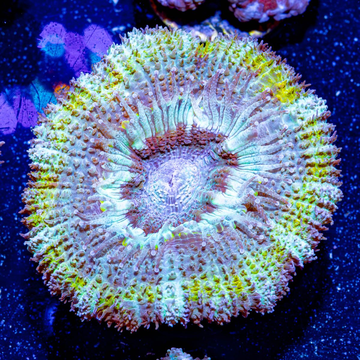 Acan/ Micromussa 07 - riptide aquaculture llc