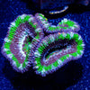 Acan/ Micromussa 09 - riptide aquaculture llc