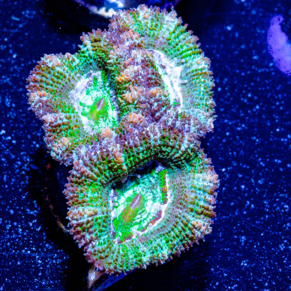 Acan/ Micromussa 10 - riptide aquaculture llc