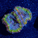 Acan/ Micromussa 12 - riptide aquaculture llc