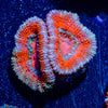 Acan/ Micromussa 13 - riptide aquaculture llc