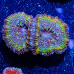 Acan/ Micromussa 14 - riptide aquaculture llc