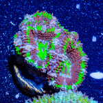 Acan/ Micromussa 18 - riptide aquaculture llc