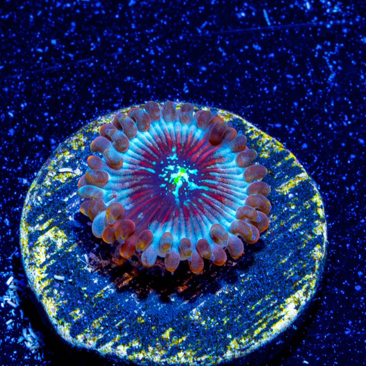 White Walker Zoanthid - riptide aquaculture llc