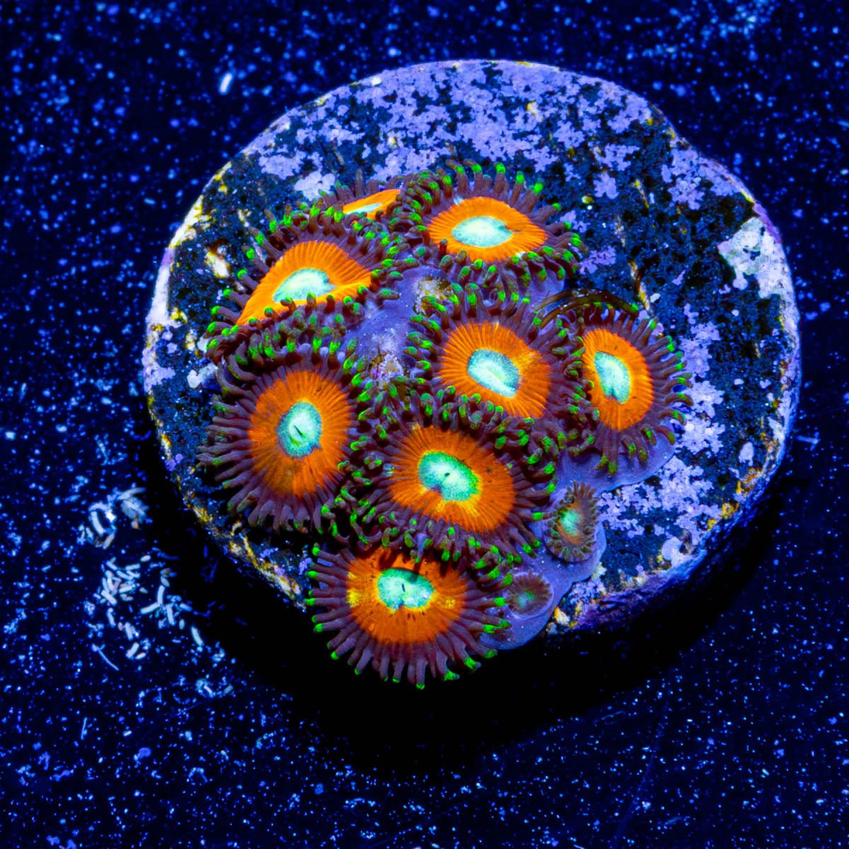 Taki Zoanthid - riptide aquaculture llc