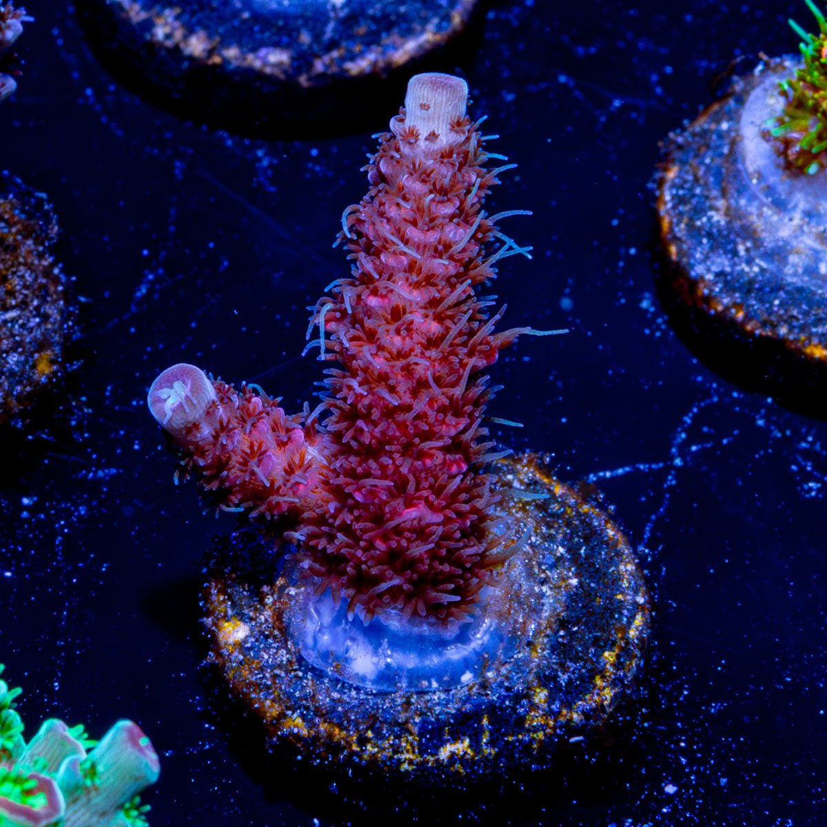 Rouge Acro - riptide aquaculture llc