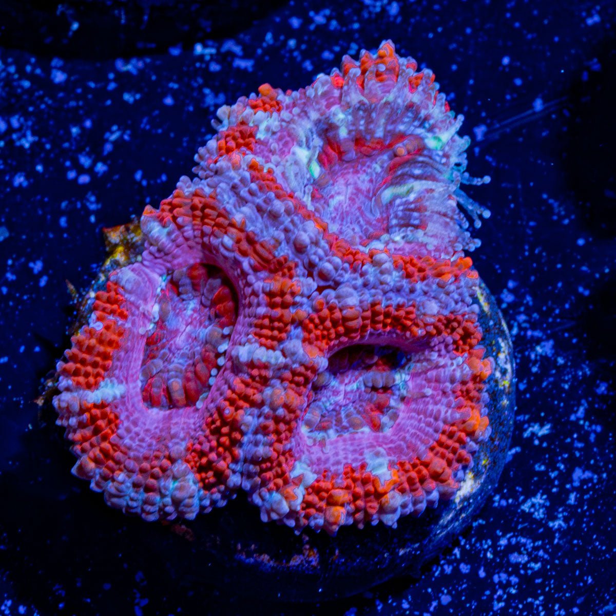 Micromussa / Acan - riptide aquaculture llc