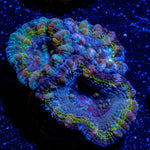 Micromussa / Acan - riptide aquaculture llc