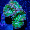 Micromussa / Acan - riptide aquaculture llc