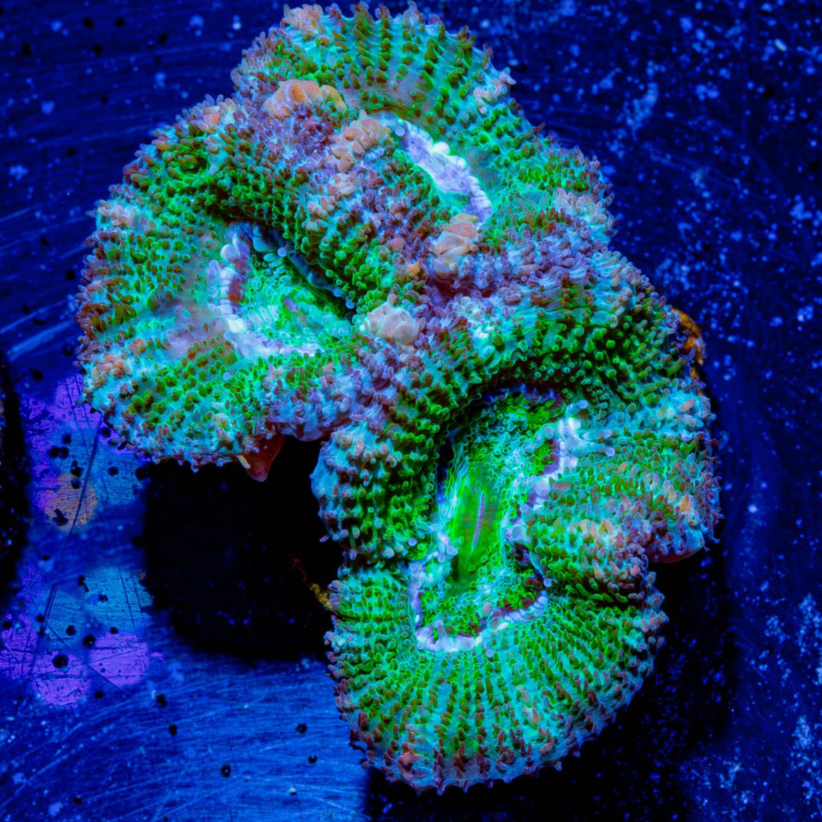 Micromussa / Acan - riptide aquaculture llc