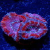 Micromussa / Acan - riptide aquaculture llc