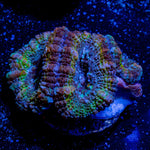 Micromussa / Acan - riptide aquaculture llc