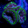 Micromussa / Acan - riptide aquaculture llc