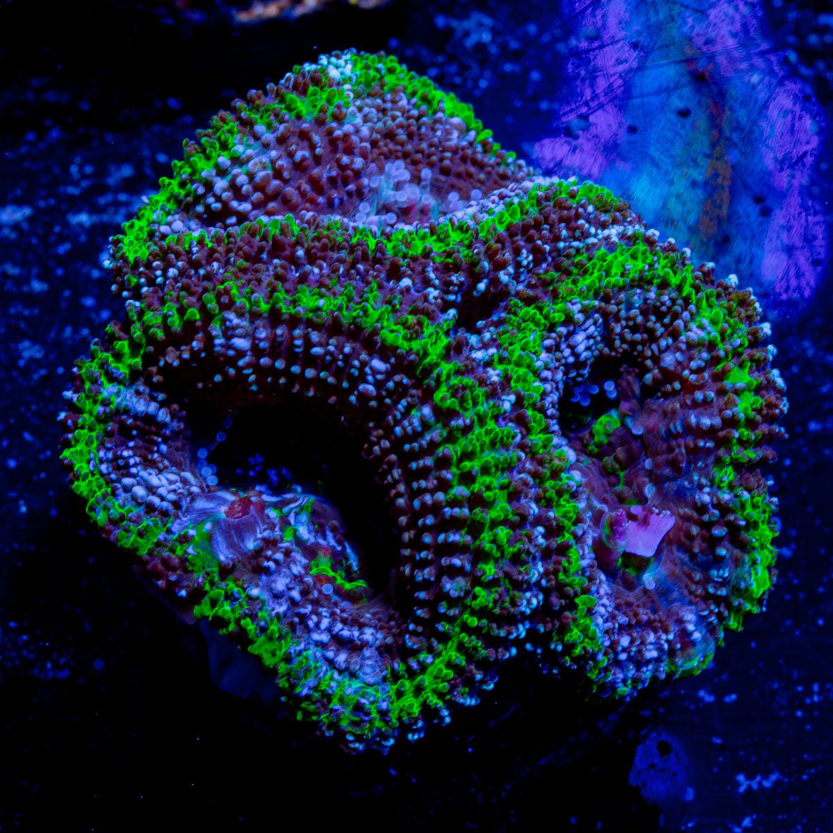 Micromussa / Acan - riptide aquaculture llc